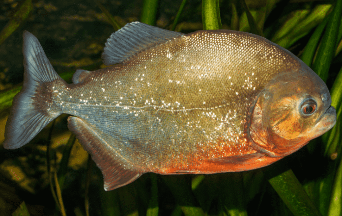 Piragnia: Myths & Facts About the Amazon's Fiercest Fish