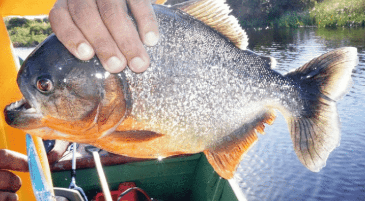 Piragnia: Unraveling the Myths of the Amazon's Fierce Fish