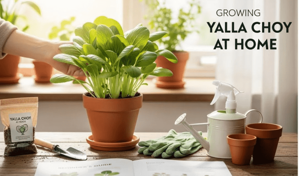 Yalla Choy: Meaning, Food, and Cultural Guide