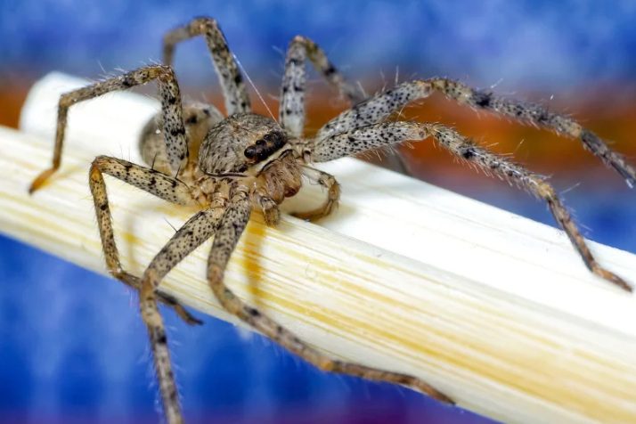 Brown Recluse vs House Spider: A Complete Identification Guide