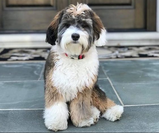 Mini Bernedoodle Full Grown: Size, Temperament, and What to Expect